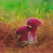 Mushrooms1_card