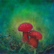 Mushrooms2_card