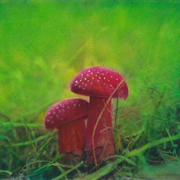 Mushrooms3_card