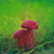 Mushrooms3_tiny_square