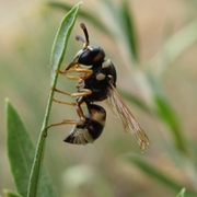 Wasp_card