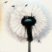Para_artbre_card