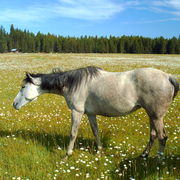 Horse_5_8_card