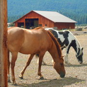 Horse_5_3_card