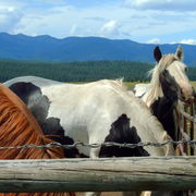 Horse_5_2_card