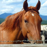 Horse_5_1_card