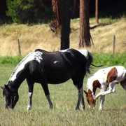 Horse_4_090_card