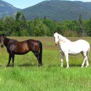Horse_2_048_card