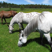 Horse_1_092_card