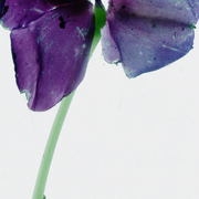 Para_art_4_card