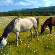 4_pro_horse_card