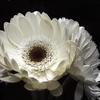 Gerbera_thumb