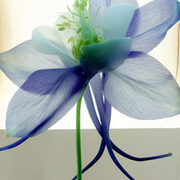 Para_art_5_card