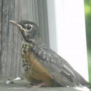 Baby_bird_card