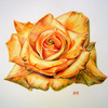 Yellow_rose_thumb