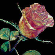 Red_rose_card