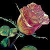 Red_rose_thumb