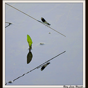 _dsc0096-001_card
