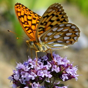 Orange_butterfly_2_card