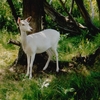 Whitedeer_1_thumb