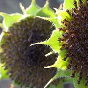 Young_sunflowers_card