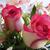 Images_tyy_tiny_square
