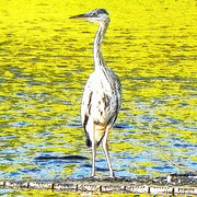 Dscn8688_card