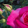 Rose_thumb
