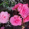 Roses_thumb