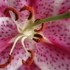 Lily_thumb