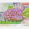 Courtyard_with_a_lilac_08___thumb