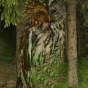 Ugle_i_skogen_card