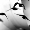 El_vuelo_thumb