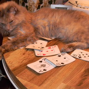 Catchydealerglory_card