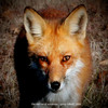Myfox_thumb