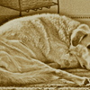 P1060868_thumb