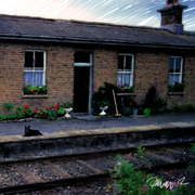 Crossing_station_dog_card