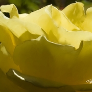 Wilting_rose_card