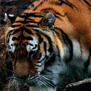 Img_9113a3_card