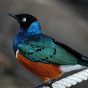 Img_9139a_card