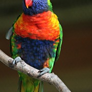 Img_9163a_card