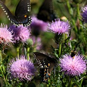 Img_9247a_card