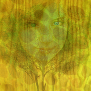 First_light_of_spring_card