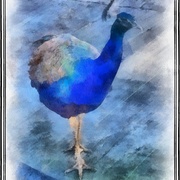 Peacock_snapseed_card