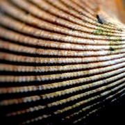Shell_card