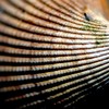 Shell_thumb