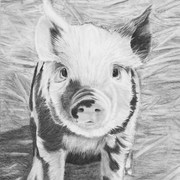 Oink_card
