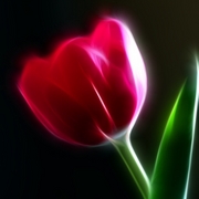 Neontulip_iii_card