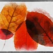 Leafshades_snapseed_card