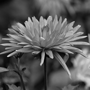 Img_9273a2_card